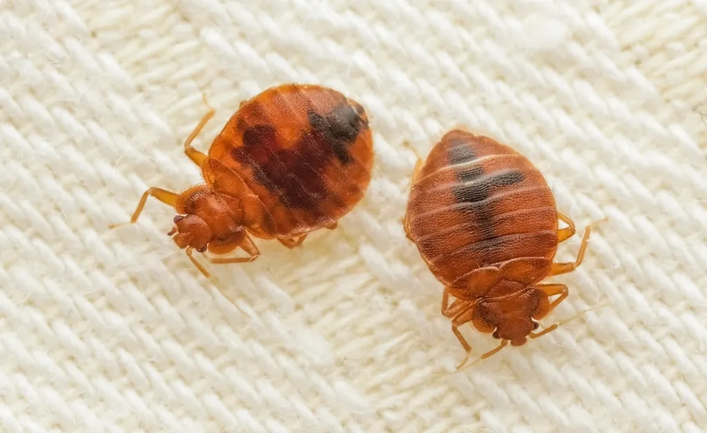 Can bed bugs survive in environments that are regularly maintained?